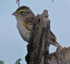 Ammodramus humeralis