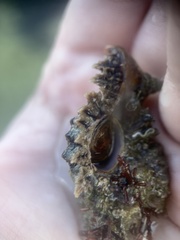 Chicoreus florifer