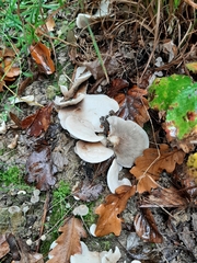 Crepidotus autochthonus
