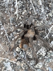 Aphonopelma chalcodes