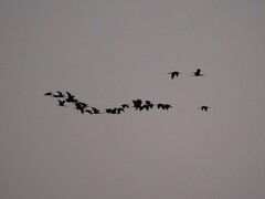 Plegadis falcinellus