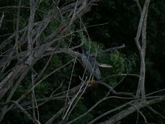 Nycticorax nycticorax