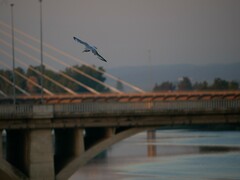 Chroicocephalus ridibundus