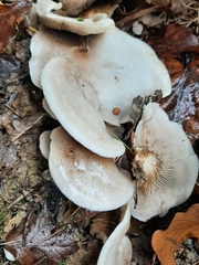 Crepidotus autochthonus