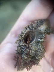 Chicoreus florifer