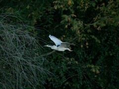 Nycticorax nycticorax