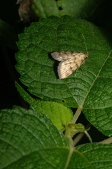 Paurophylla
