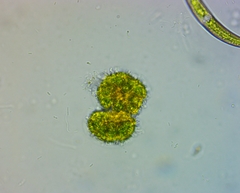 Heliozoa