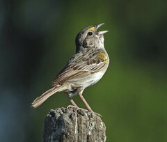 Ammodramus humeralis