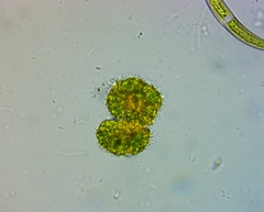 Heliozoa