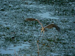Ardea cinerea