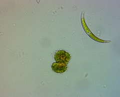 Heliozoa