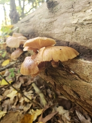 Crepidotus crocophyllus