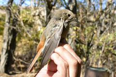 Phoenicurus erythronotus