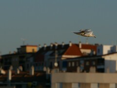 Chroicocephalus ridibundus