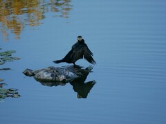 Phalacrocorax carbo