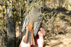 Phoenicurus erythronotus