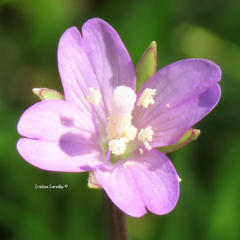 Epilobium obscurum