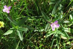 Epilobium obscurum