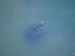 Trachemys scripta elegans