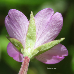 Epilobium obscurum