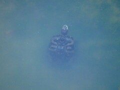 Trachemys scripta elegans