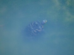 Trachemys scripta elegans