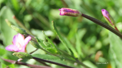Epilobium obscurum