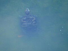 Trachemys scripta elegans