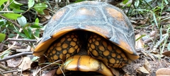 Chelonoidis denticulatus
