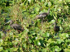 Plegadis falcinellus