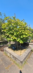 Magnolia liliiflora