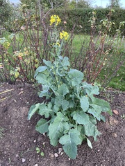 Brassica napus