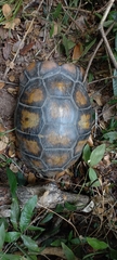 Chelonoidis denticulatus