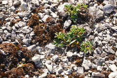 Potentilla verna