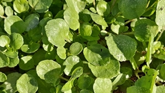 Nasturtium officinale