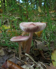 Mycena rosea