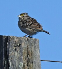 Ammodramus humeralis