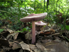 Mycena rosea