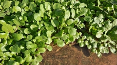 Nasturtium officinale