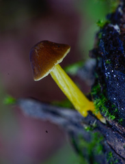 Pluteus romellii