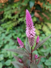 Celosia argentea