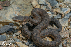 Trimeresurus gracilis