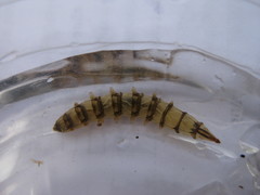 Tabanomorpha