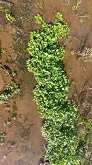 Nasturtium officinale