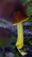 Pluteus romellii