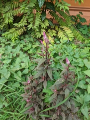 Celosia argentea