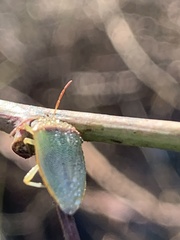 Piezodorus guildinii