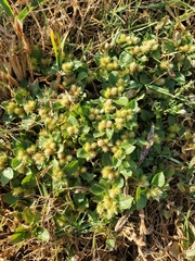 Alternanthera pungens