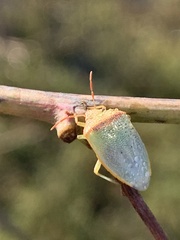 Piezodorus guildinii